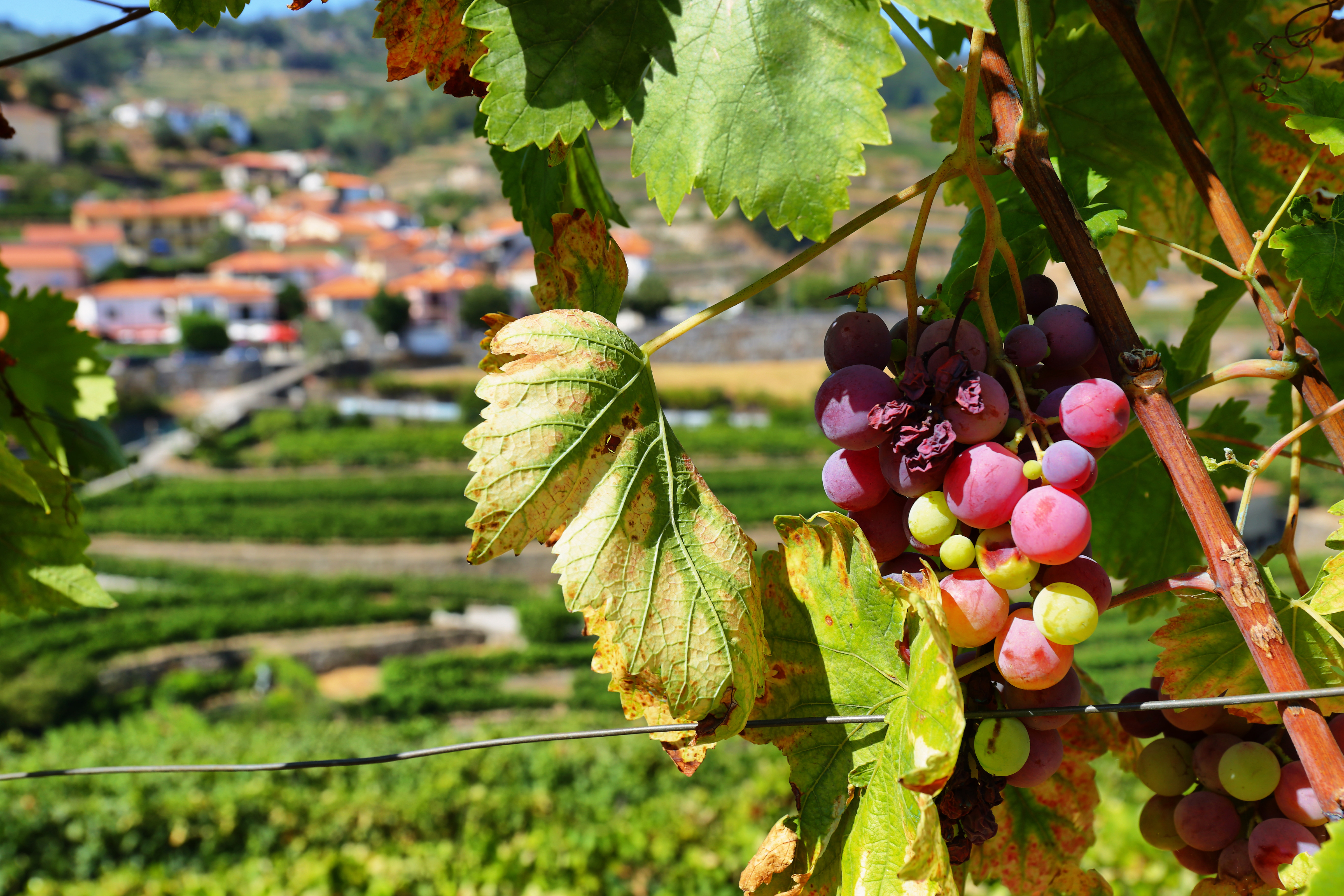 Closeup view of vineyard near Resende, Portugal